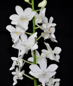 Carica l'immagine nel visualizzatore Galleria, Phalaenopsis pulcherrima var. alba
