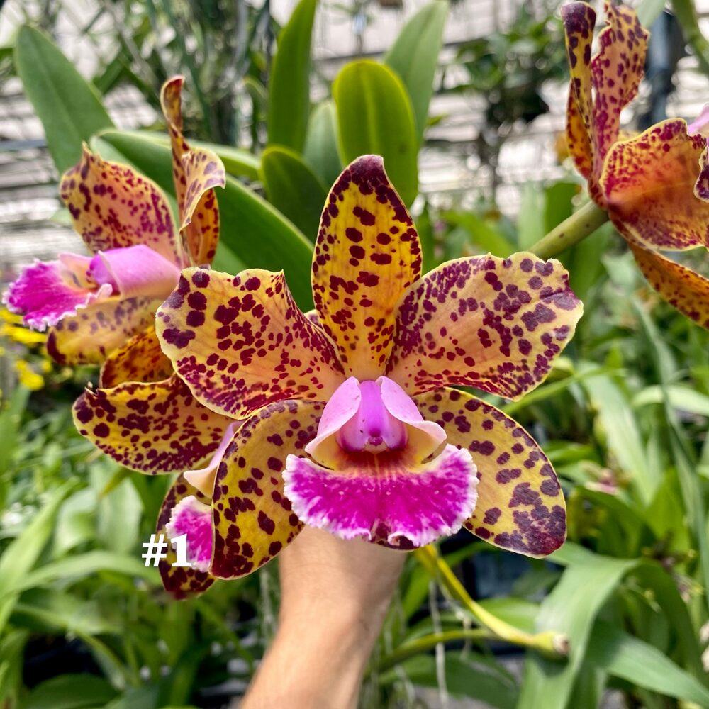 Rhyncholaeliocattleya Durigan 'Aries'  - Br Orquidea