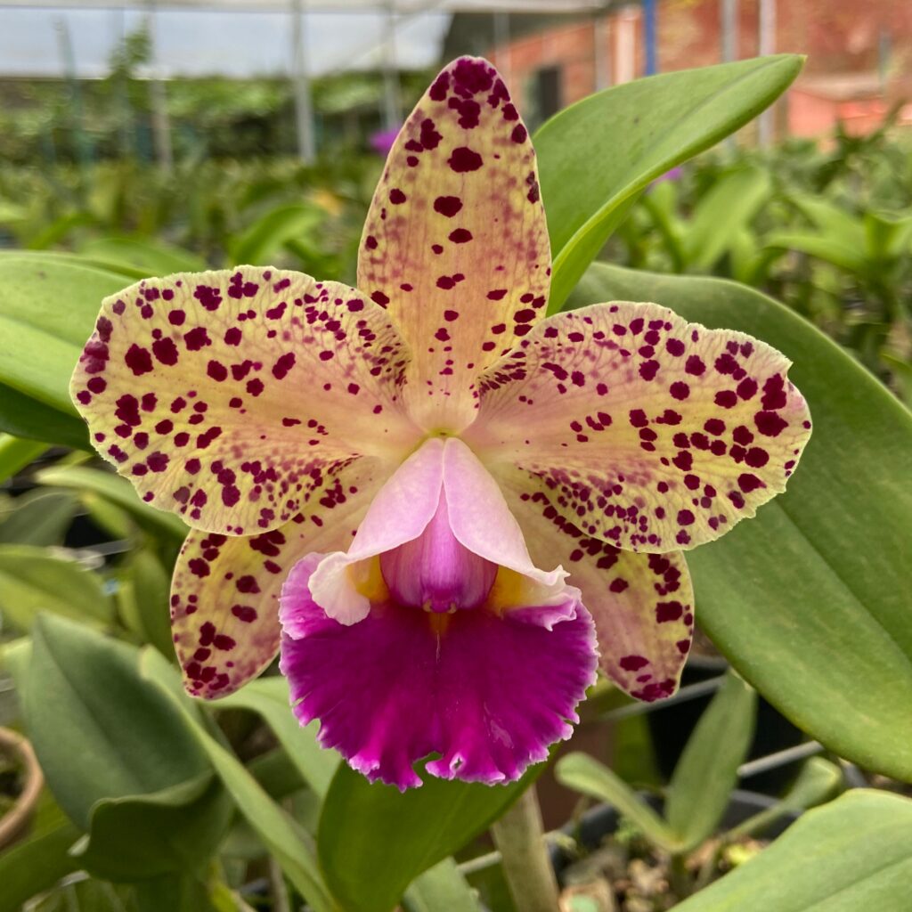 Rhyncholaeliocattleya Durigan 'Gemini' - Br Orquidea