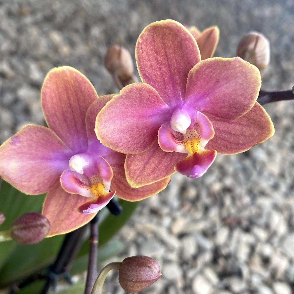 Phalaenopsis Dusty Belle