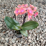 Carica l&#39;immagine nel visualizzatore Galleria, Phalaenopsis Dusty Belle
