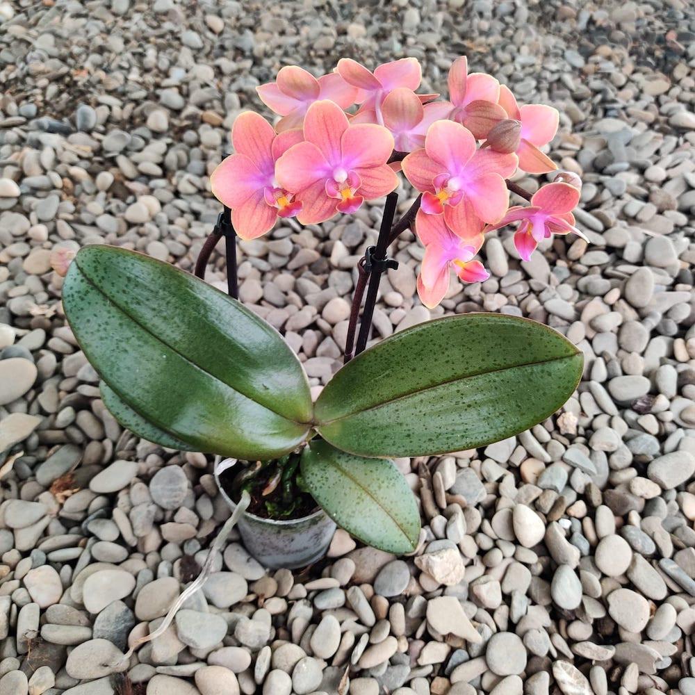 Phalaenopsis Dusty Belle - Peloric 2 eyes