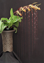 Carica l'immagine nel visualizzatore Galleria, Paphiopedilum sanderianum x sib (J4 x J3)