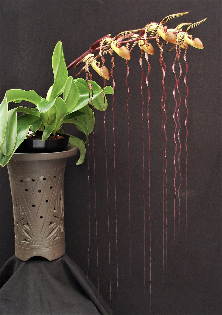 Paphiopedilum sanderianum x sib (J4 x J3)