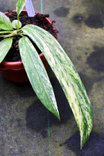 Carica l&#39;immagine nel visualizzatore Galleria, Anthurium vittariifolium Variegata
