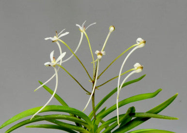 Neofinetia falcata ‘Yatsuhusa’ 八房