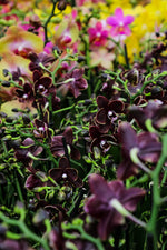 Load image into Gallery viewer, Phalaenopsis Taisuco Kobold
