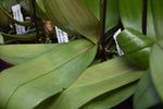 Carica l&#39;immagine nel visualizzatore Galleria, Phalaenopsis Yaphon Pink Lady (Jiaho&#39;s Pink Girl &#39;Sweet Fragrance&#39; x mannii &#39;Black&#39;)
