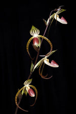 Carica l'immagine nel visualizzatore Galleria, Paphiopedilum Memoria Joan Levy (Paph. gigantifolium x Paph. stonei)