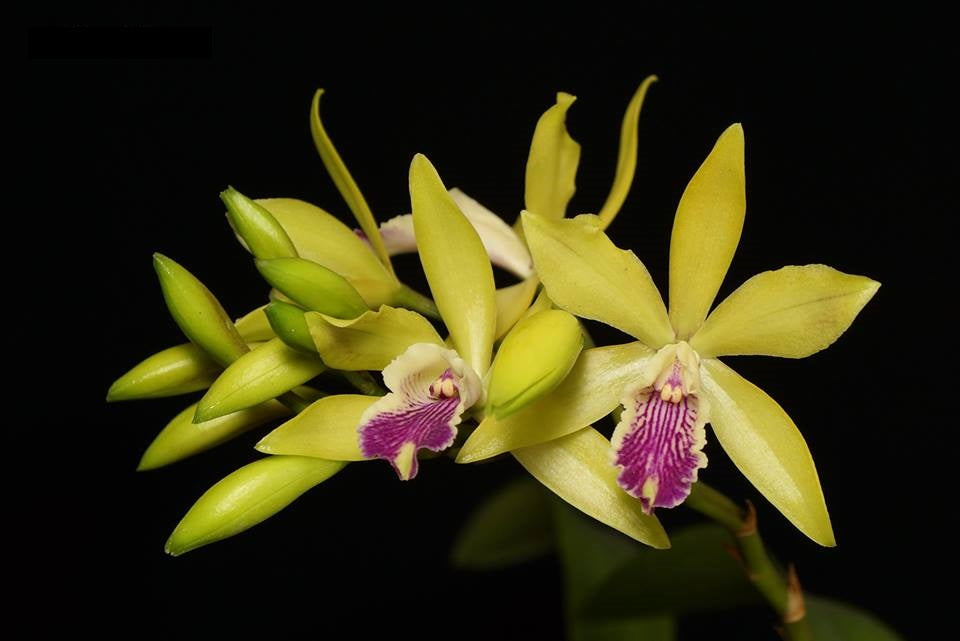 Enanthleya Magic Wand