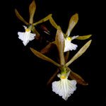 Carica l'immagine nel visualizzatore Galleria, Encyclia nematocaulon