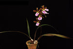 Carica l'immagine nel visualizzatore Galleria, Encyclia randii