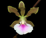 Carica l'immagine nel visualizzatore Galleria, Encyclia randii
