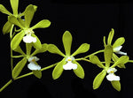 Carica l'immagine nel visualizzatore Galleria, Encyclia tampensis f. alba