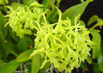 Carica l'immagine nel visualizzatore Galleria, Epidendrum difforme