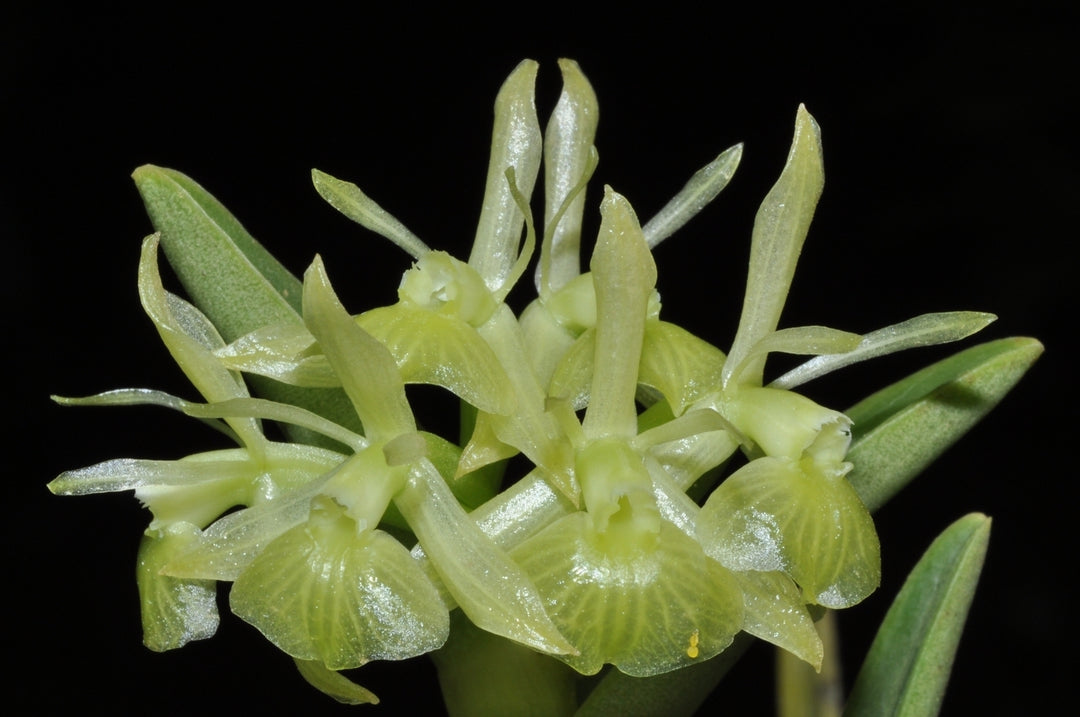 Epidendrum difforme