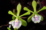 Load image into Gallery viewer, Epidendrum floribundum