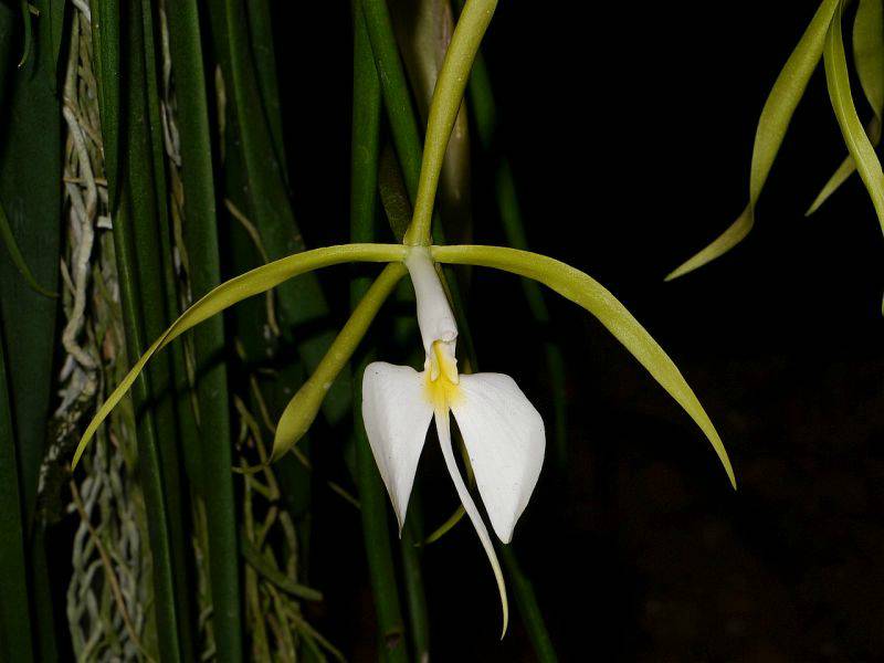 Epidendrum nocturnum