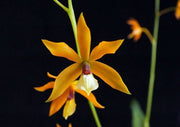 Epidendrum (tripunctatum x semiaptera) x vitellinum