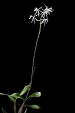 Load image into Gallery viewer, Epidendrum viviparum