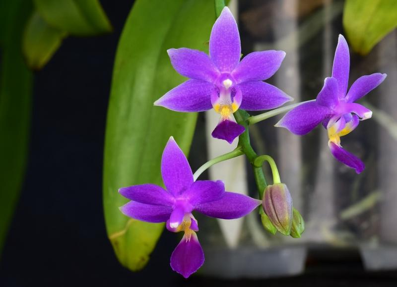 Phalaenopsis Equalacea blue (violacea coerulea x equestris coerulea)