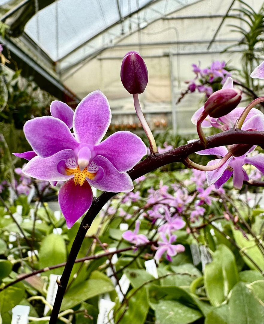 Phalaenopsis equestris