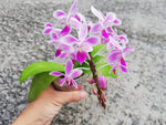 Carica l'immagine nel visualizzatore Galleria, Phalaenopsis equestris 'Pink' Mainshow