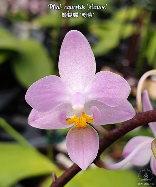 Phalaenopsis equestris 'Mauve'