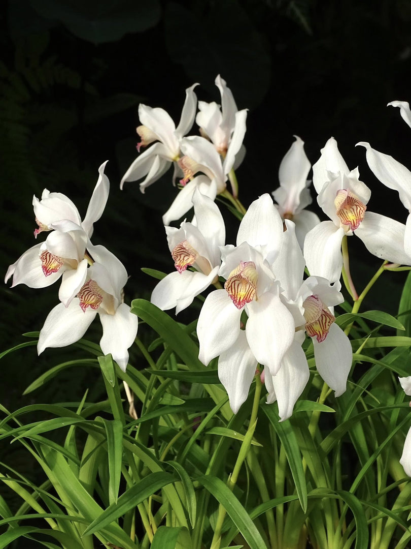 Cymbidium erythrostylum