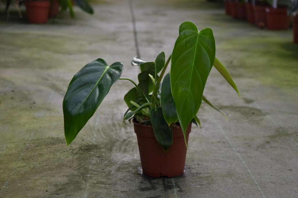 Philodendron Esmeraldense