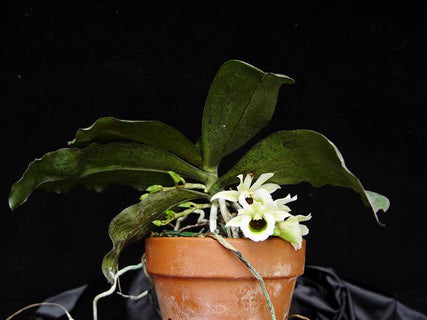 Eurychone rotschildiana