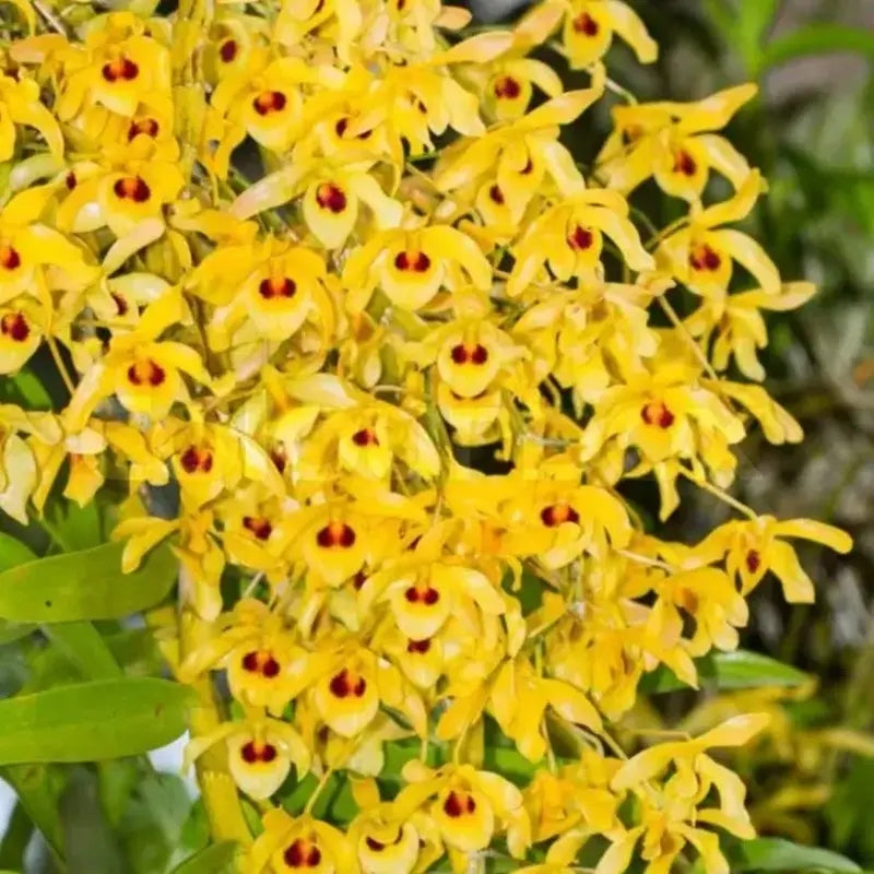 Dendrobium Jairak Moonlight (Dendrobium Jairak Chaste x Dendrobium friedericksianum)