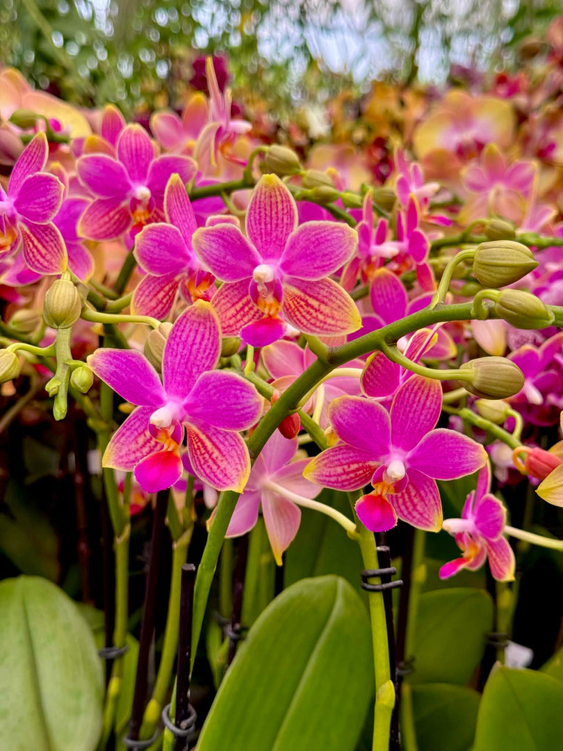 Phalaenopsis I-Hsin Golden Tangerine Ice