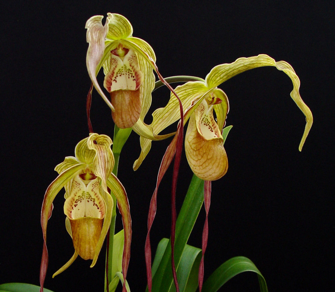 Grand Phragmipedium (longifolium x caudatum)