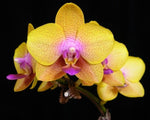 Carica l'immagine nel visualizzatore Galleria, Phalaenopsis Brother Sara Gold