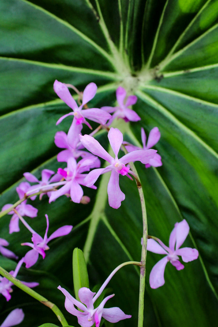 Vanda coerulescens x Neostylis Lou Sneary Blue