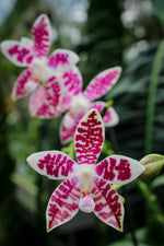 Carica l'immagine nel visualizzatore Galleria, Phalaenopsis Double Shot ((amabilis x tetraspis #C1) x tetraspis #C1)