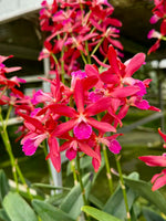 Carica l'immagine nel visualizzatore Galleria, Enanthleya Jairak Kyogu (Guaricyclia Kyoguchi x Cattleya Thospol Spot)