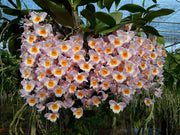 Dendrobium farmeri