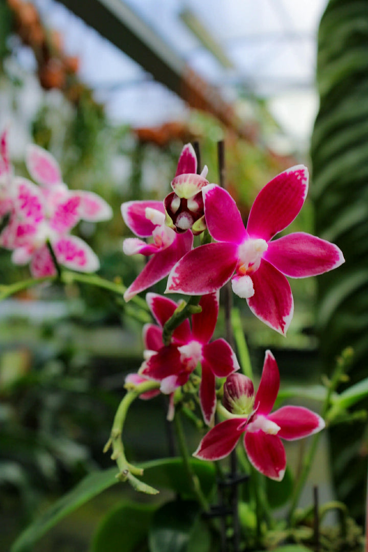 Phalaenopsis Double Shot ((amabilis x tetraspis #C1) x tetraspis #C1)