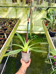Paphiopedilum rothschildianum x sib ('Man of War' x 'Hidemi') - Orchid Inn, Ltd.