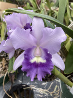 Carica l'immagine nel visualizzatore Galleria, Laeliocattleya Final Blue (Ctt. Blue Dynasty × Cattleya walkeriana)