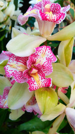 Load image into Gallery viewer, Cymbidium Isle Flamingo