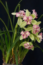 Load image into Gallery viewer, Cymbidium Isle Flamingo