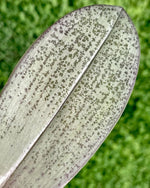 Carica l&#39;immagine nel visualizzatore Galleria, Phalaenopsis Bronze Maiden x schilleriana
