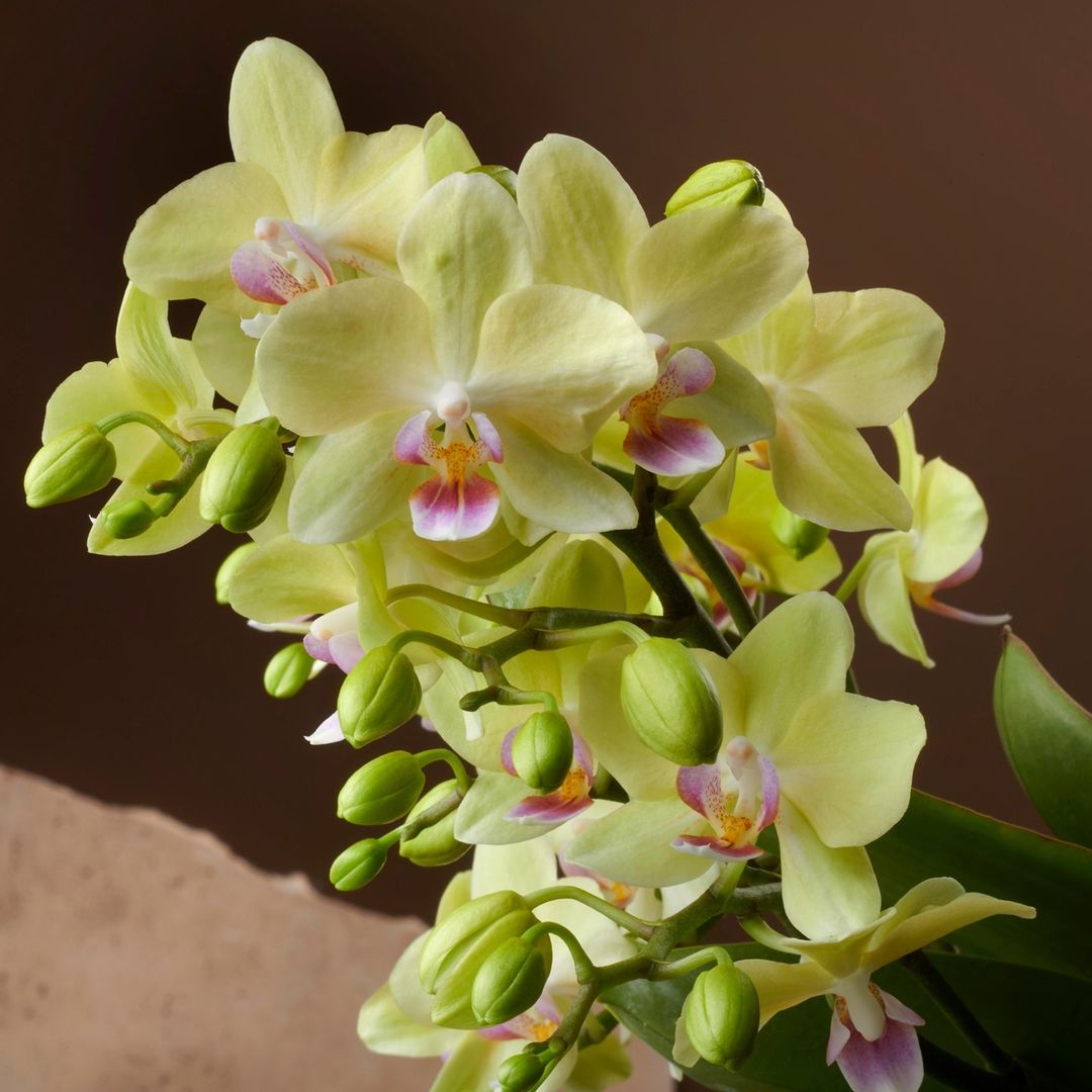 Phalaenopsis Freedanzo