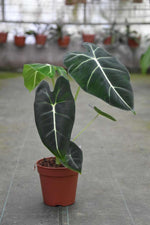 Carica l&#39;immagine nel visualizzatore Galleria, Alocasia micholitziana &#39;Frydek&#39;
