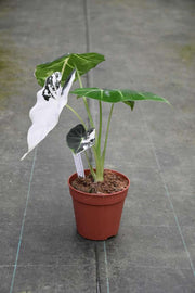Alocasia micholitziana 'Frydek' variegata