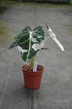 Carica l&#39;immagine nel visualizzatore Galleria, Alocasia micholitziana &#39;Frydek&#39; variegata
