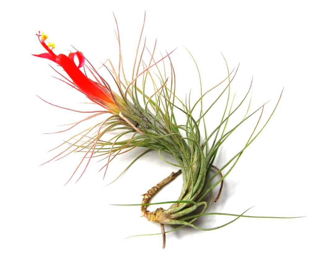 Tillandsia funckiana